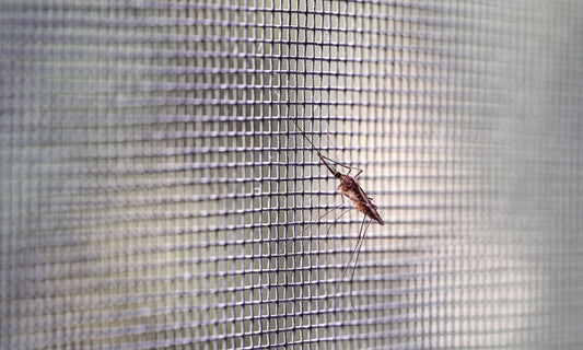 Why a Bug Screen Can Help You Save Money