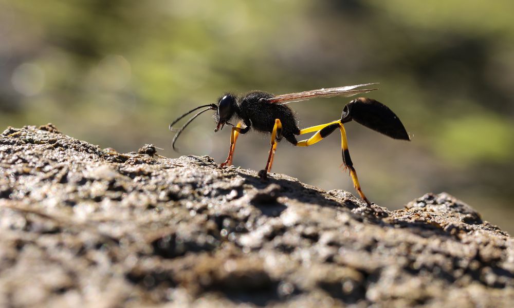 Mud Daubers: What They Are and How To Prevent Them
