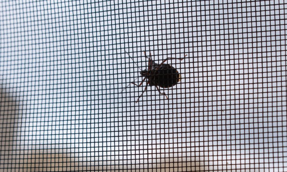 3 Ways To Prevent Bugs From Chewing Through Your Screens