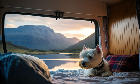 How To Keep Pets Tick-Free While Van Camping