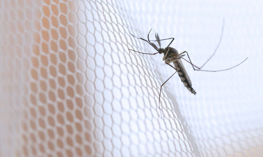 Tips for Keeping Mosquitoes Out of Your Van