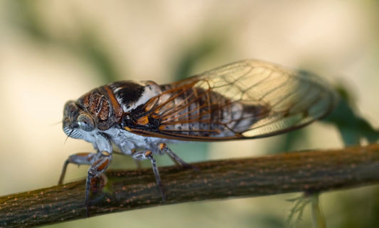 Tips To Help You Prepare for the Historic Cicada Season