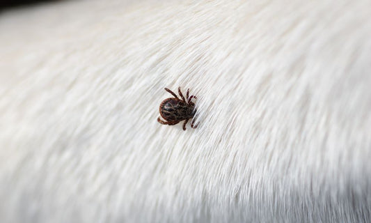 An Overview of the Dangers of Tick Bites in Pets