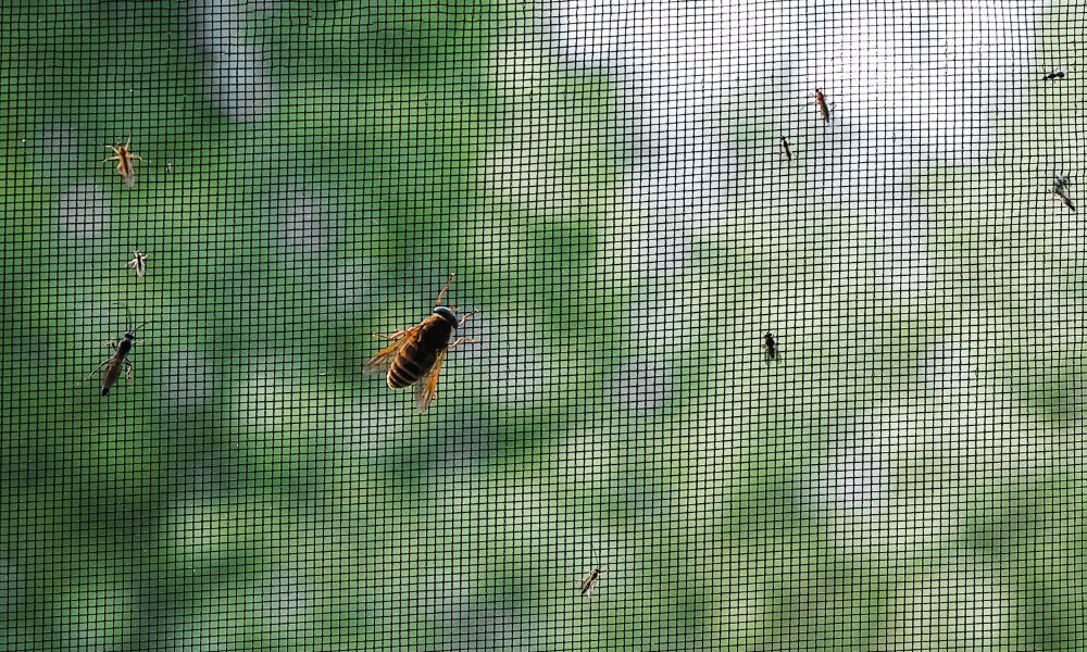 The History of Insect Control and Bug Screens