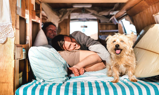 Things RV Owners Should Know When Traveling With Pets