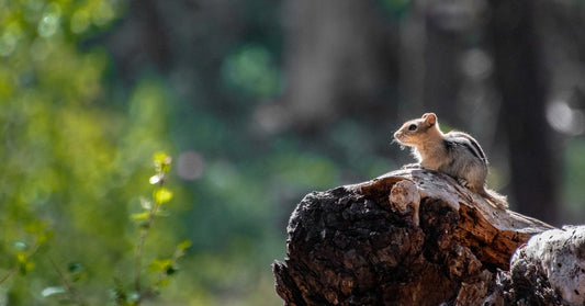 A chipmunk with striped fur sits on a textured wooden log, backlit by sunlight, against a blurred background.