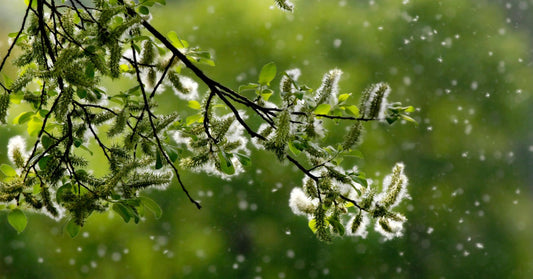 Tree branches with green leaves and fuzzy catkins release pollen into the air against a soft green background.