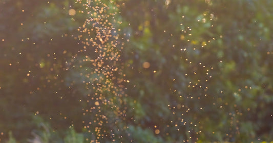 A swarm of small insects flying above a grassy meadow with trees visible in the background during sunset.