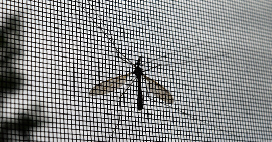 A close-up view of a large mosquito resting on a surface, showing detailed wings, legs, and body features.