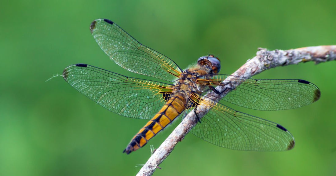 A close-up of a yellow dragonfly resting on a leaf, highlighting the intricate patterns and details of its wings.
