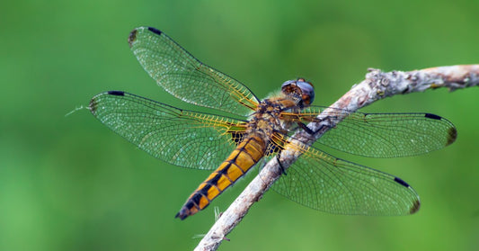 A close-up of a yellow dragonfly resting on a leaf, highlighting the intricate patterns and details of its wings.
